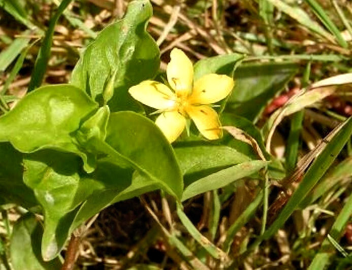 Thumbnail: Lysimachia collection : our choice of  5 different varieties