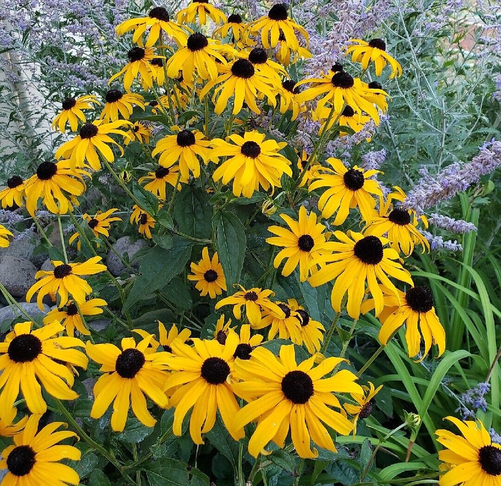 Thumbnail: Rudbeckia fulgida speciosa 'Newmanii' - prairie plant,100 divisions