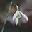Thumbnail: Snowdrop Galanthus Nivalis  3 small bare root clumps, mixed size bulbs