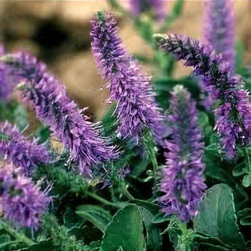 Veronica spicata 'Nana Blauteppich'