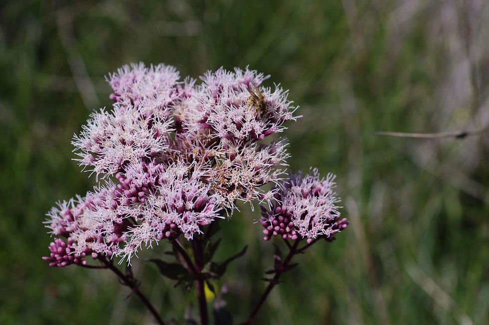Thumbnail: Eupatorium cannabinum