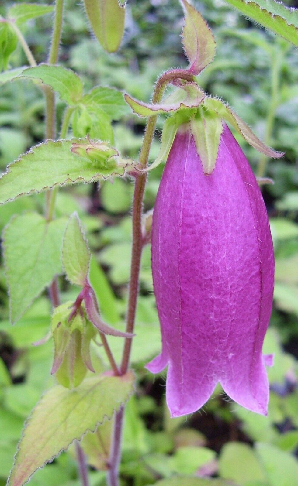 Thumbnail: Campanula takesimana, Korean bellflower, perennial, pink and white