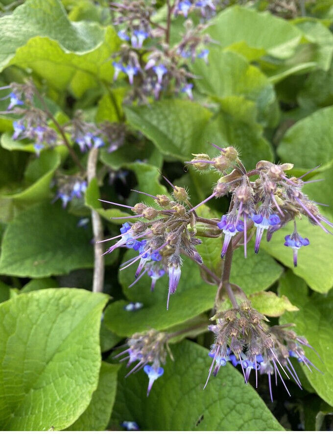 Trachystemon orientalis Winter borage or division, shade loving