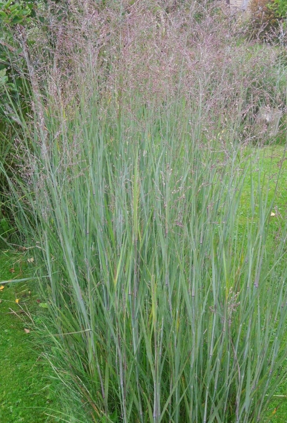 Panicum virgatum 'Heavy Metal', switch grass, perennial, rhizomatous grass