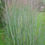 Thumbnail: Panicum virgatum 'Heavy Metal', switch grass, perennial, rhizomatous grass