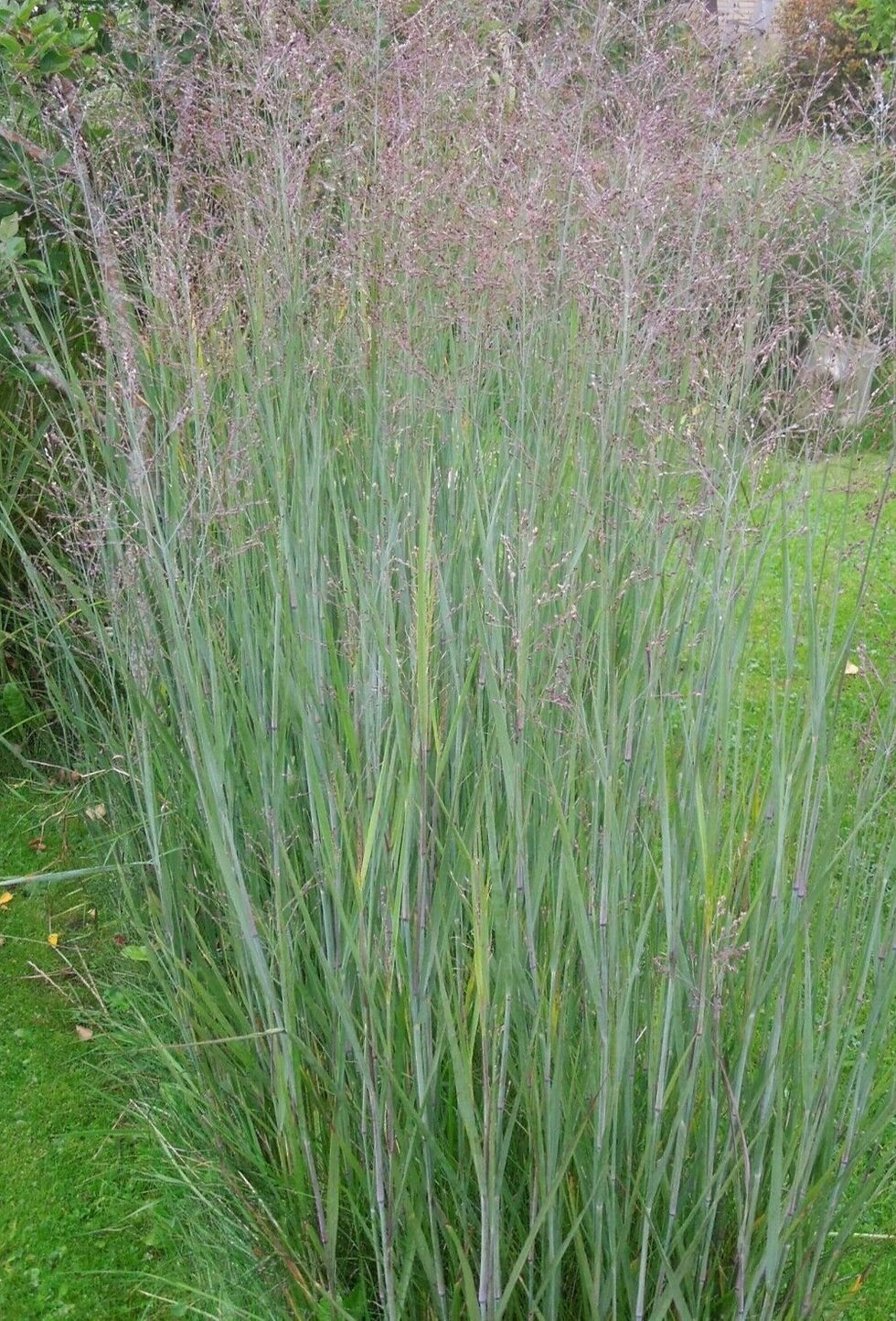 Panicum virgatum 'Heavy Metal', switch grass, perennial, rhizomatous grass