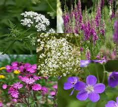 Wildflower Woodland Collection 5 x 9cm pots - our choice of plants for shade