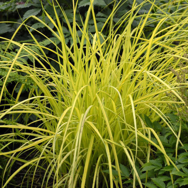 Thumbnail: Carex elata 'Aurea'  Bowles'Allgold Sedge 9cm, clumping bright grass bog pond