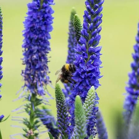 Veronica spicata 'Ulster Blue Dwarf'