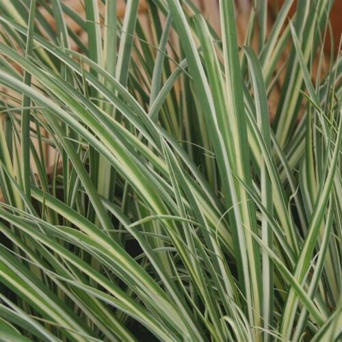 Thumbnail: Marginal ornamental pond Collection 5 x s  our choice for pond margins