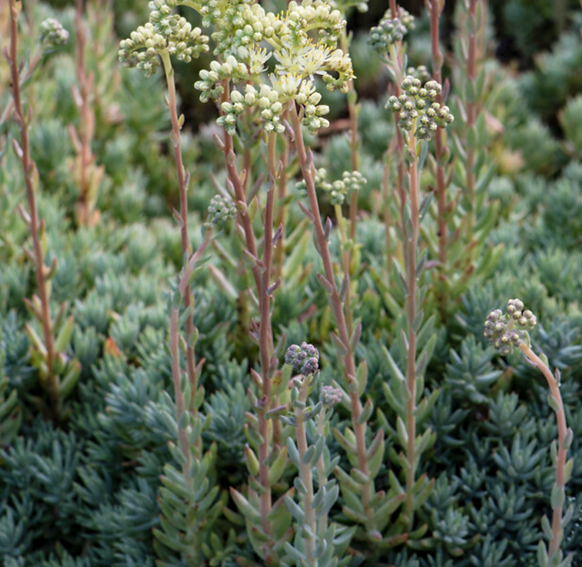 Thumbnail: Sedum collection : our choice of  5 different varieties