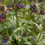 Thumbnail: Pulmonaria 'Majeste'  Lungwort , low growing semi evergreen silver green