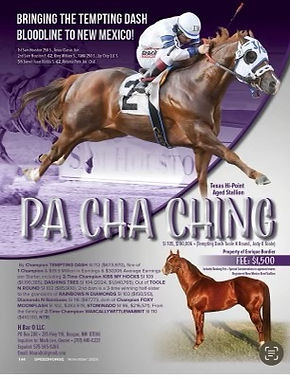 Pa Cha Ching Stallion