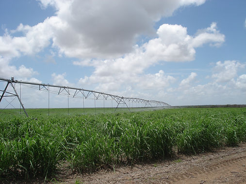 Pivô irrigando cana de açúcar