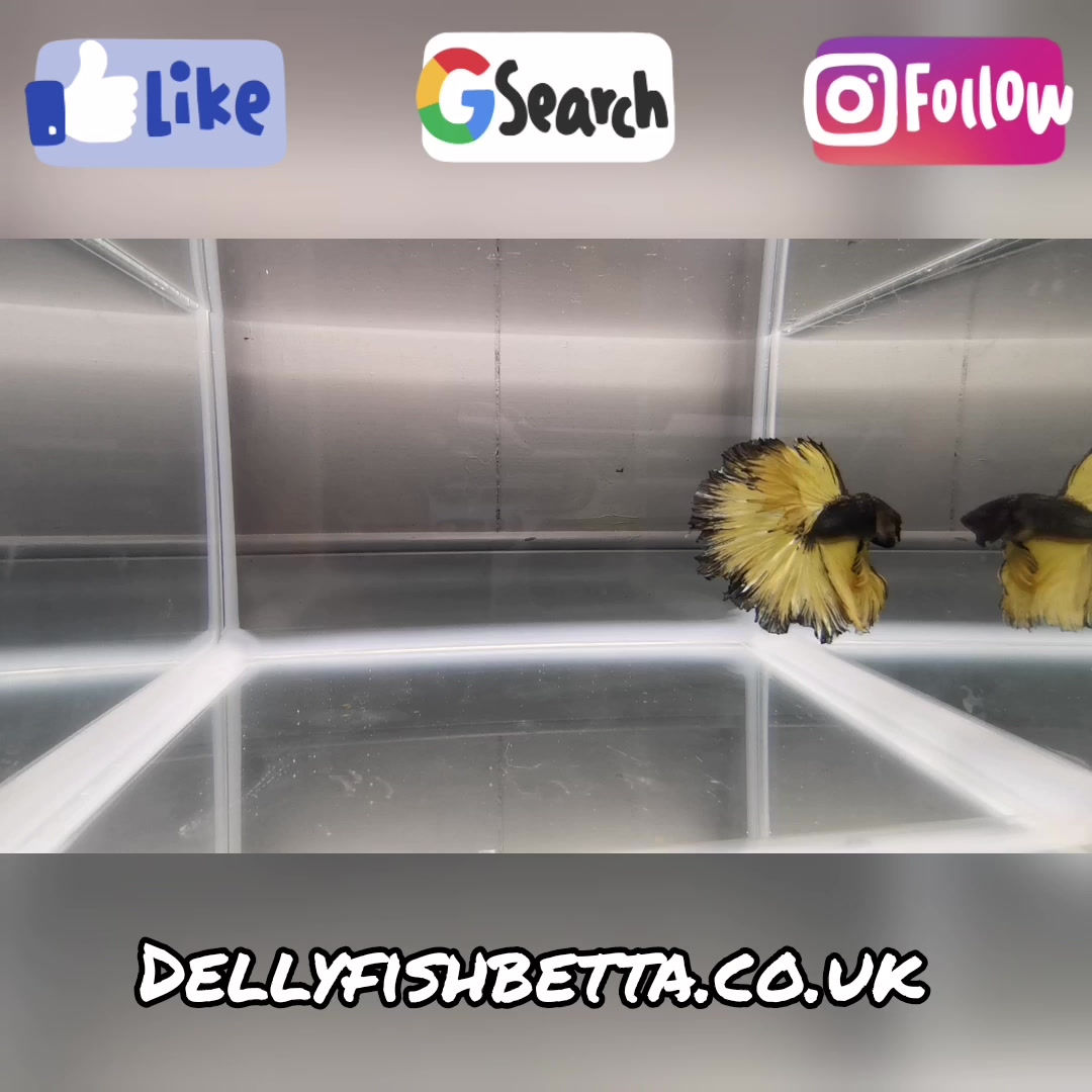 Show Grade Black Copper Mustard Male