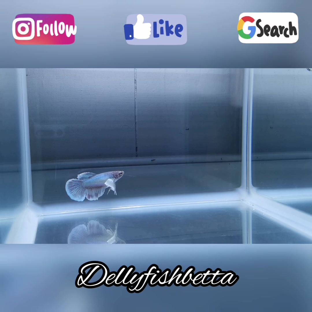 Super Delta Dumbo Pearl Female