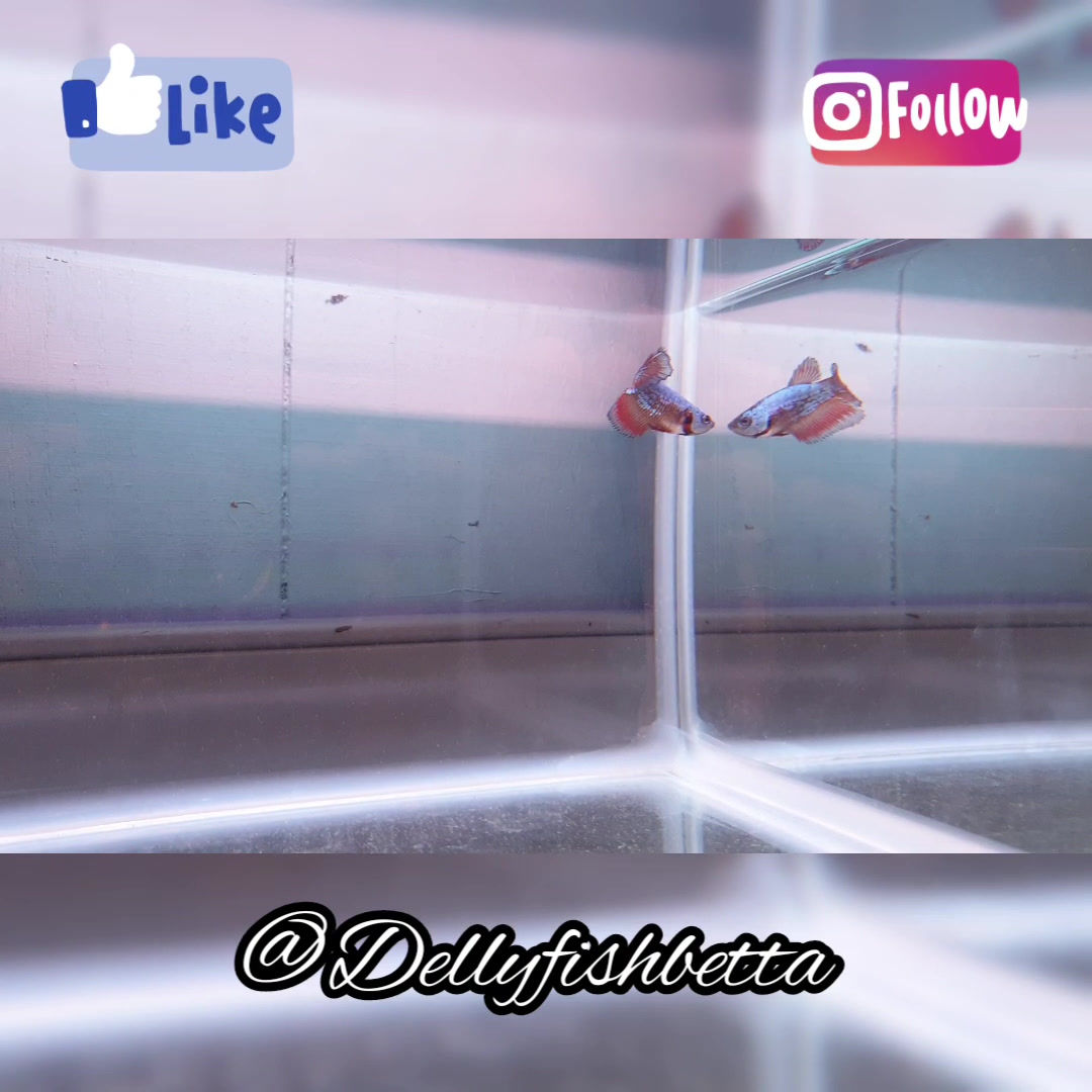 HMPK Plakat Dragon Female