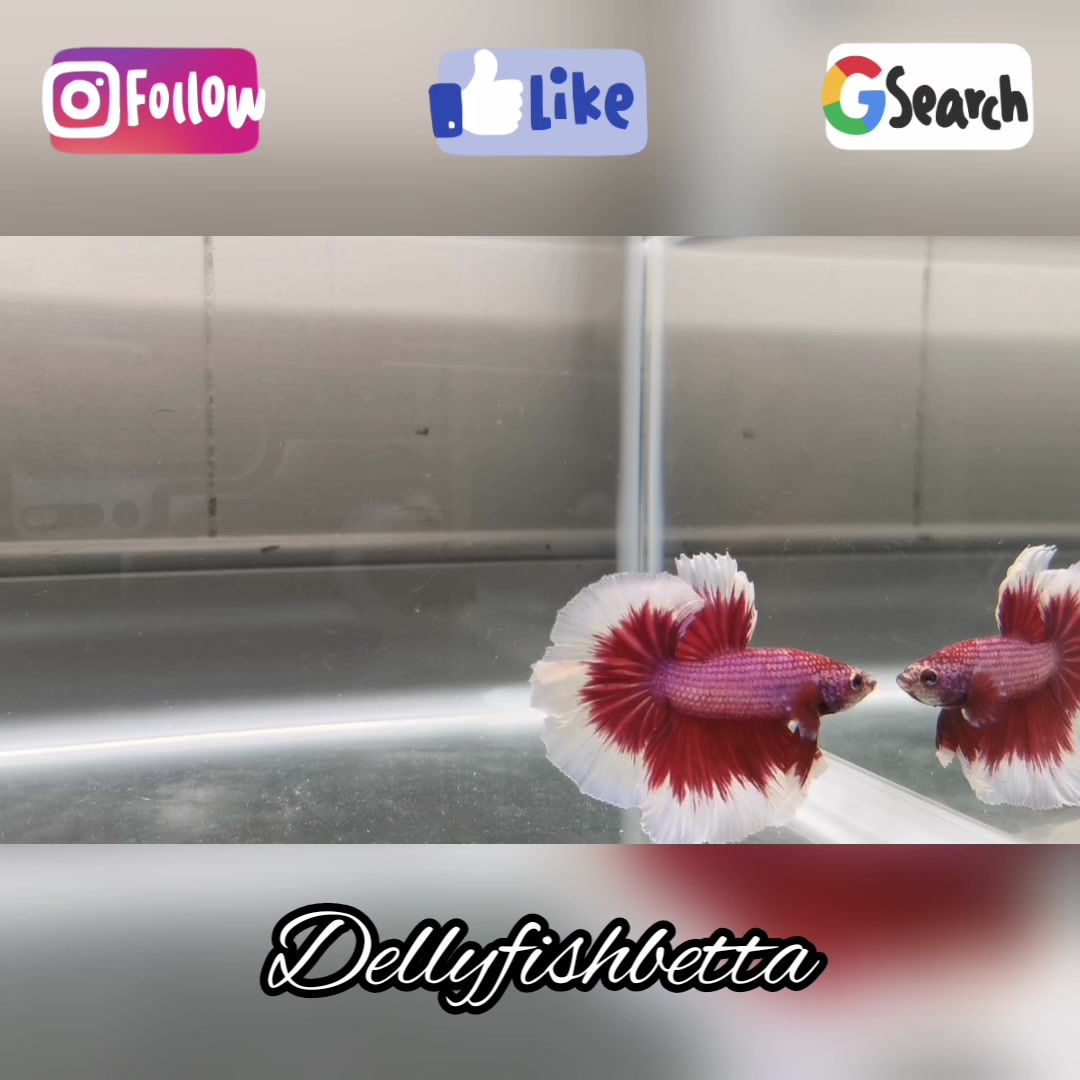 OHM Pink Pearl Lavander Male