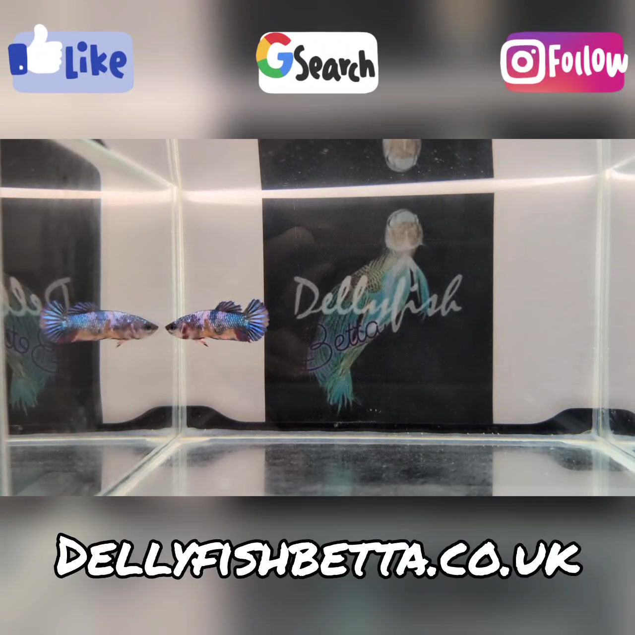 Hybrid Koi Marble Teal Female