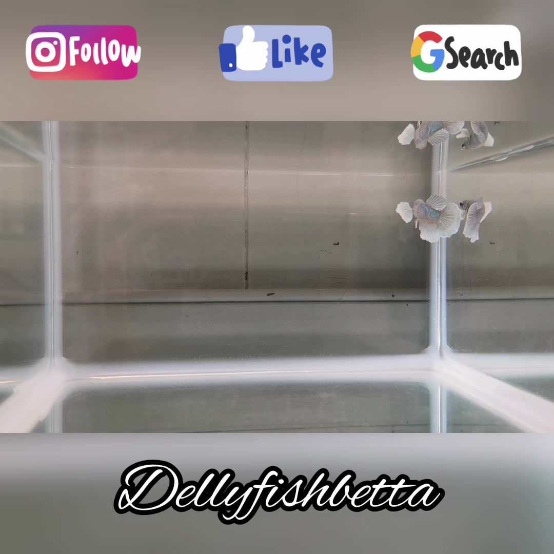 Halfmoon Dumbo Pearl Female