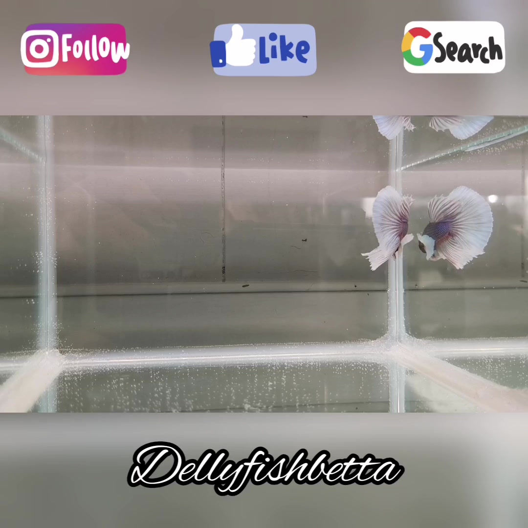 Super Delta Lavander Dumbo Male