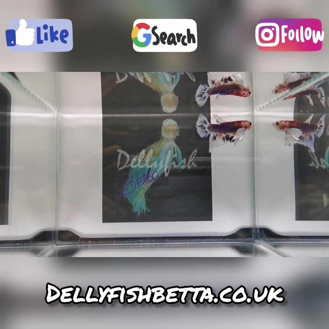 PKHM Special/Show Dumbo Koi Male