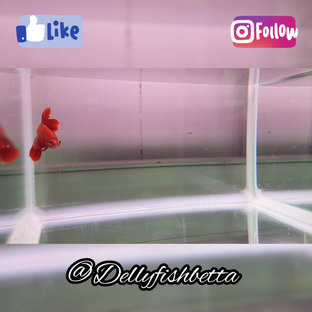 Super Delta Red Male