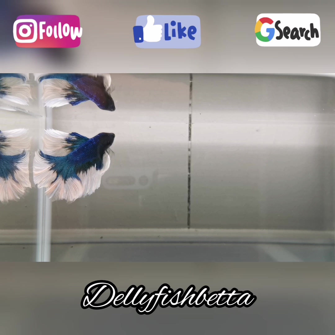 Double Tail Blue Metallic Male