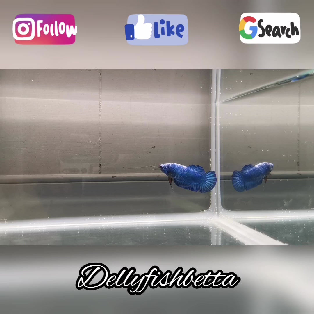 HMPK Blue Marble Female