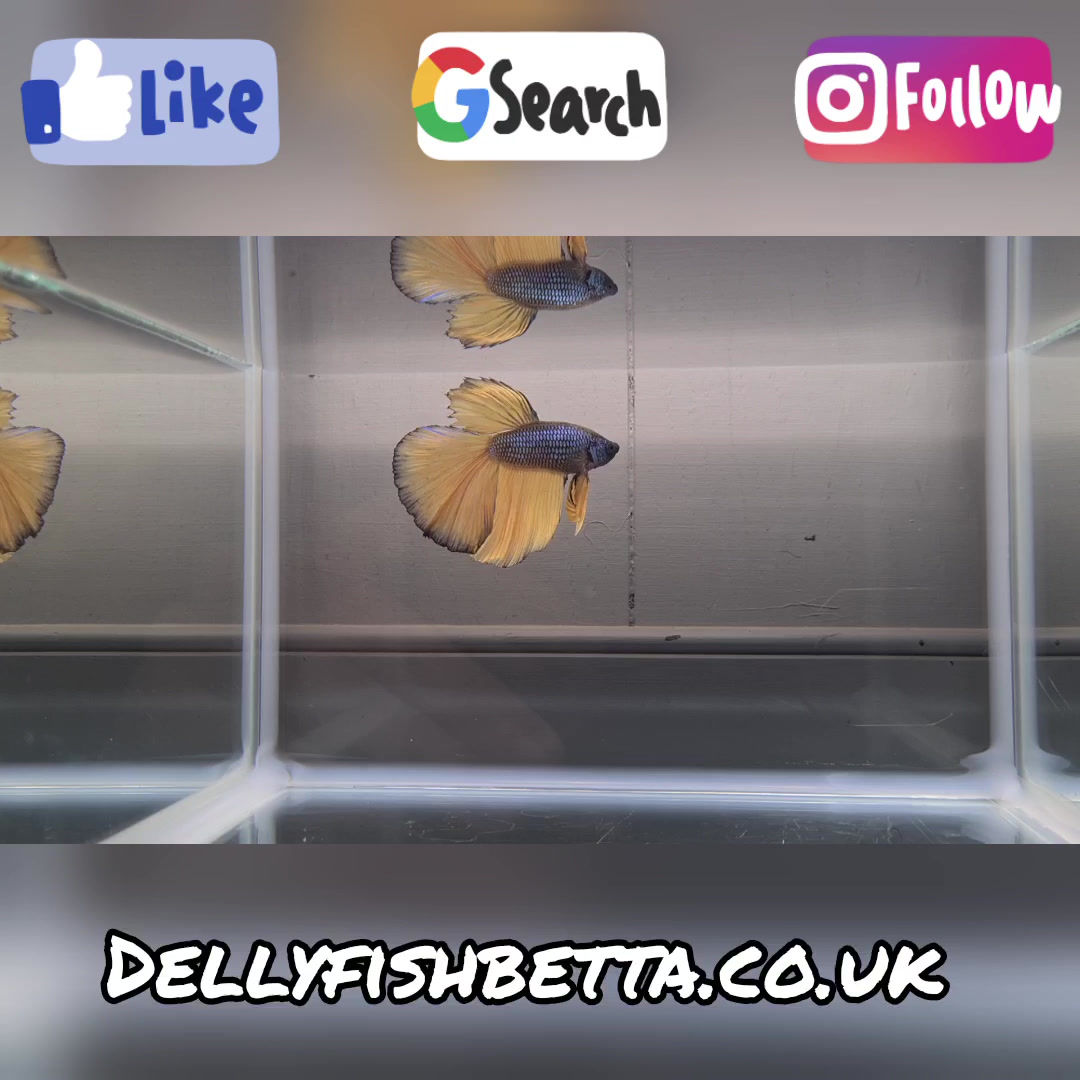 OHM Baby Blue Mustard Gas Male