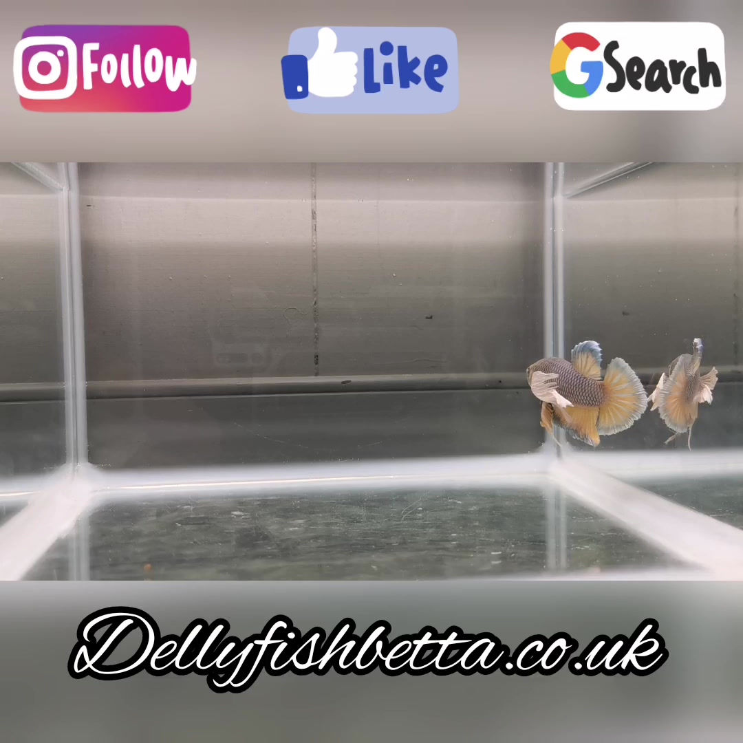 PKHM Blue Pineapple Dumbo Male