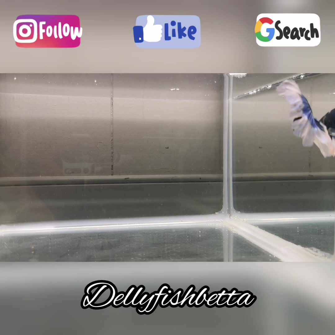 Halfmoon  Blue & White Flag Male