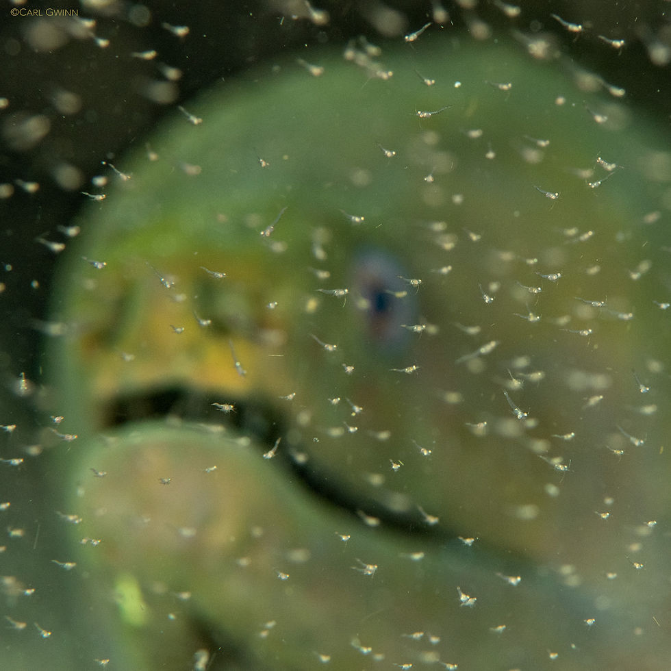 A panamic green moray (Gymnothorax castaneus) gazes into a school of mysid shrimp (Mysida).