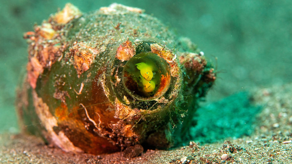 Yellow Gobies and their home.