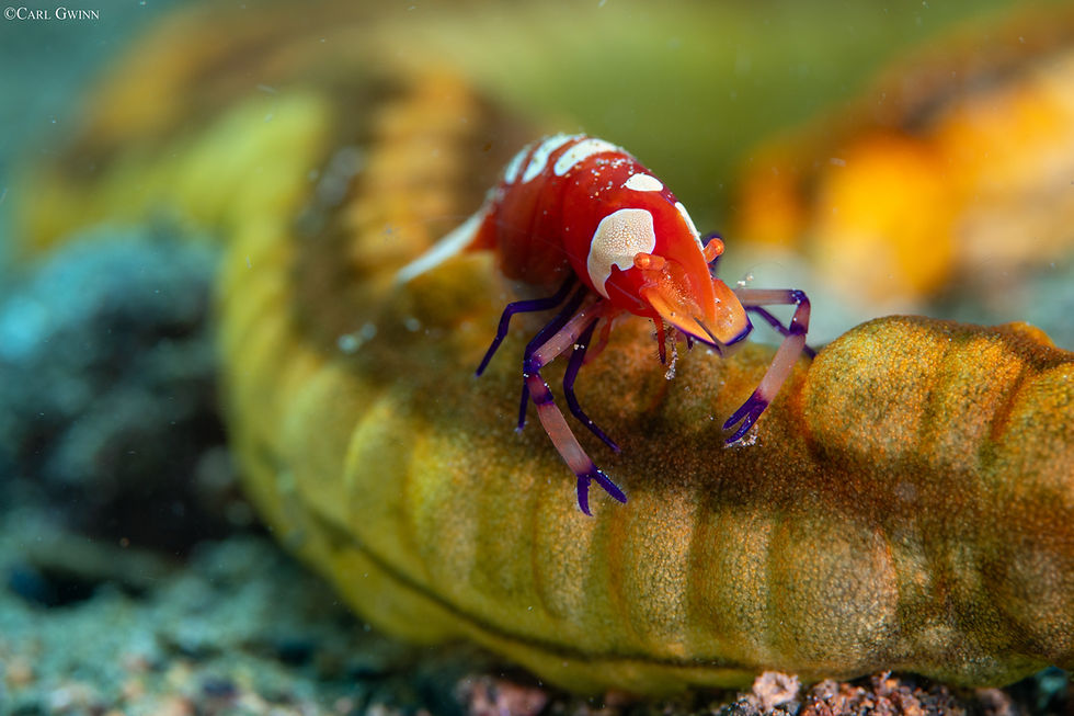 An emperor shrimp clings to a sea cucumber with sharp claws.