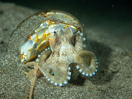 Greetings! from an Octopus at the Door of His Home