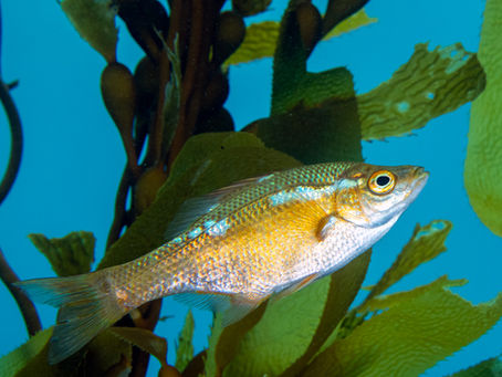 Kelp Perch