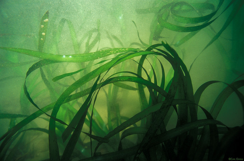 Underwater Eelgrass Gardens