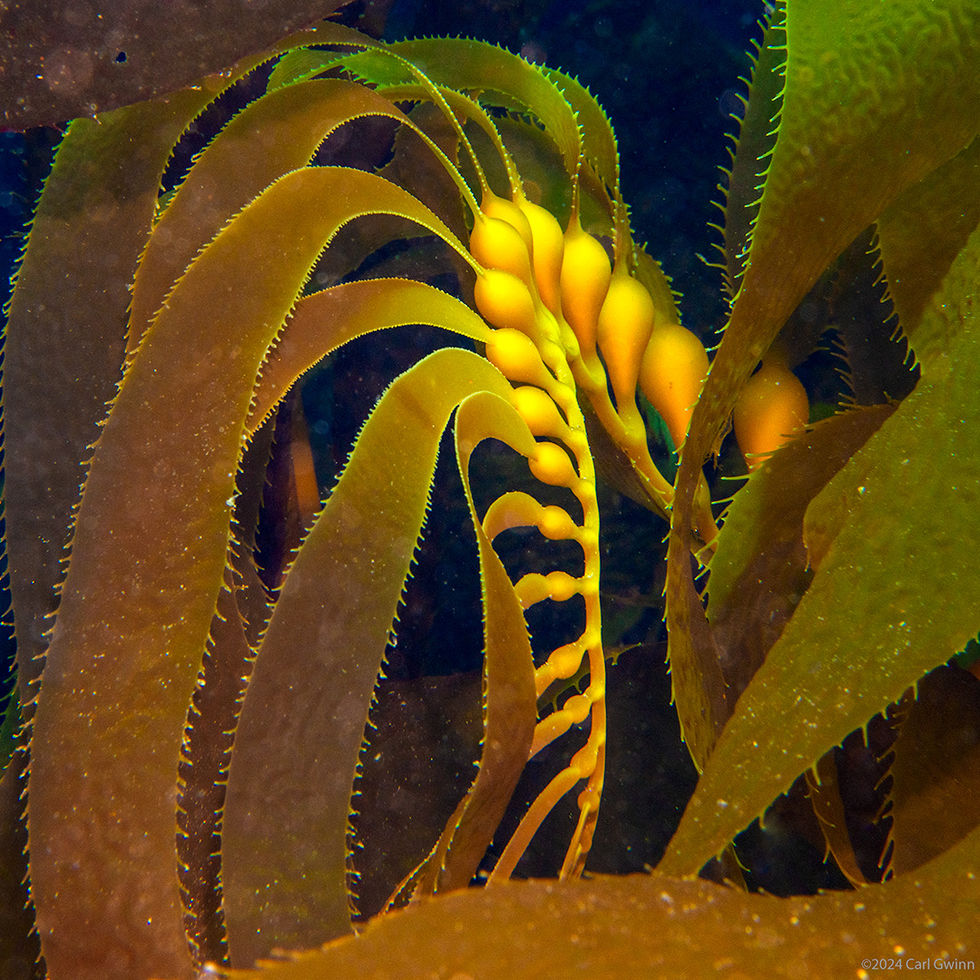 VividKelp_DSC_6046