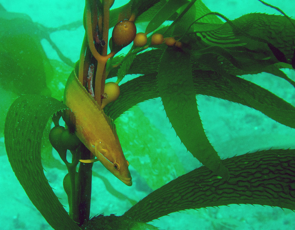 Giant Kelpfish
