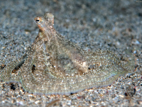 An octopus resting on sand
