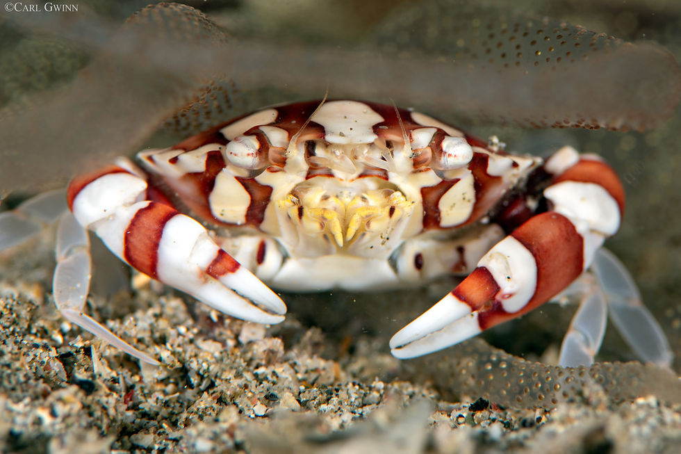 Harlequin swimming crab