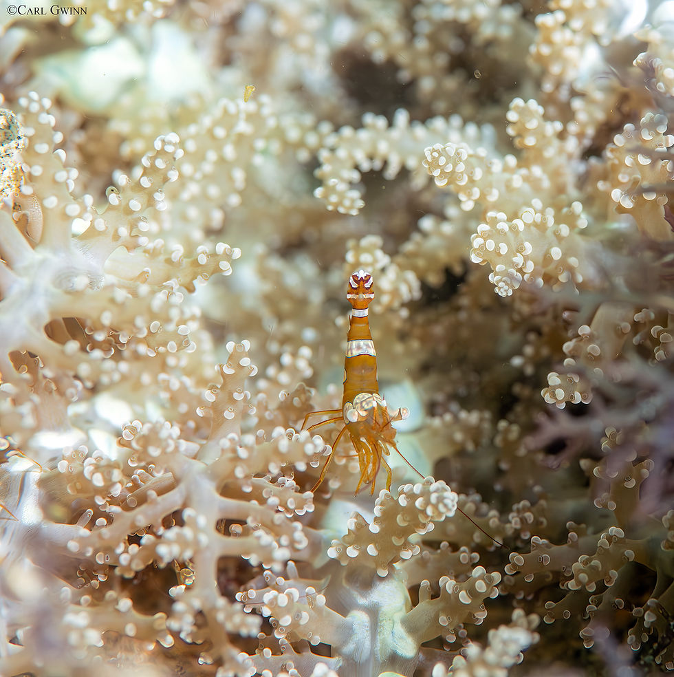 A Sexy Shrimp, Thor amboinensis, rests on a soft coral, of the Nephtheidae, with its rear end high.