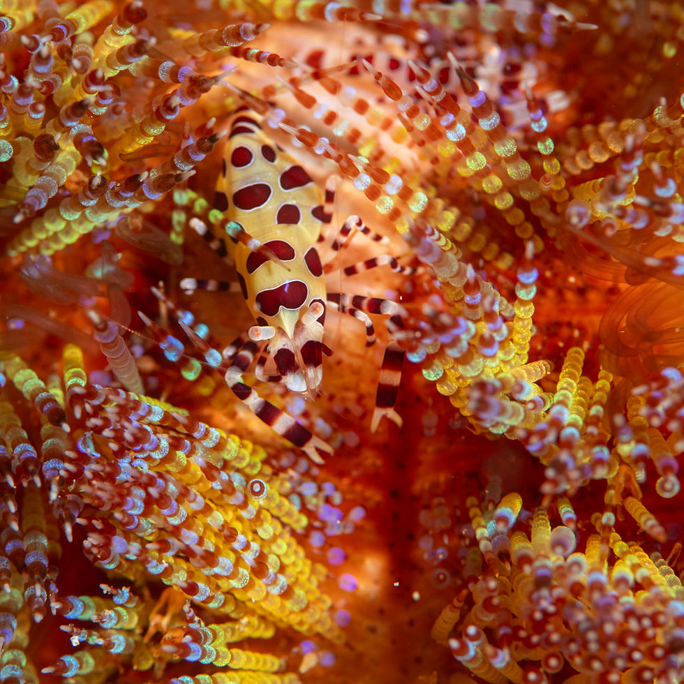 A Coleman Shrimp has found a home amid the spines of a fire urchin.