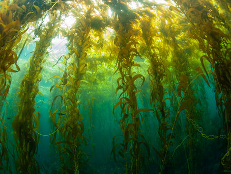 Kelp Forest at Landing Cove, Anacapa