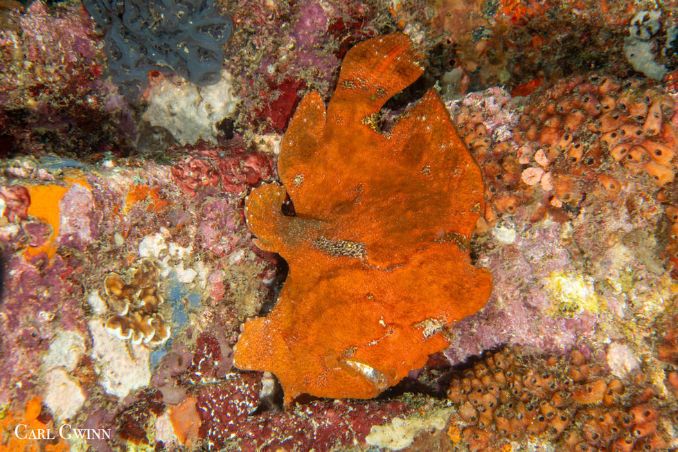 An orange frogfish rests, well-camouflaged, against a wall covered with orange tunicates and coralline algae.