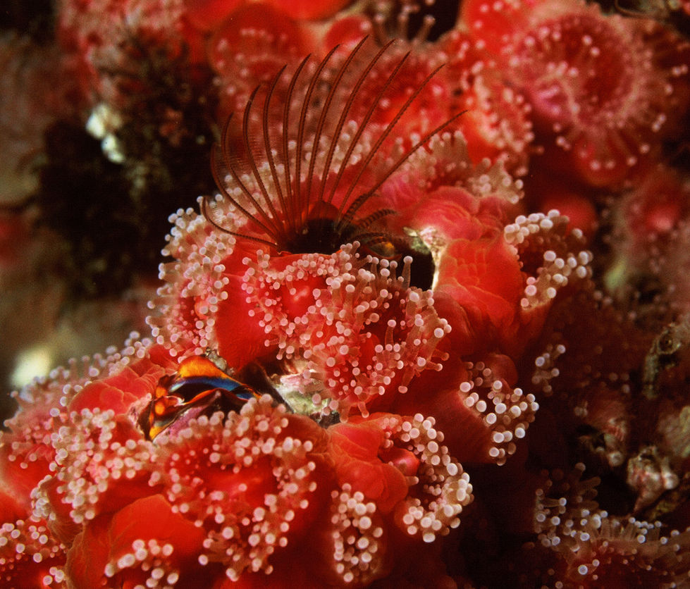 Feeding Barnacle Among Corynactis Anemones