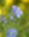 blue-flax-4897655_1280_edited.jpg
