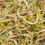 Thumbnail: Deluxe Sprouts Blend