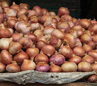 Growing Garlic - Plants - Harvesting - Gardening - Garlic Seed - A&L Garlic Farms